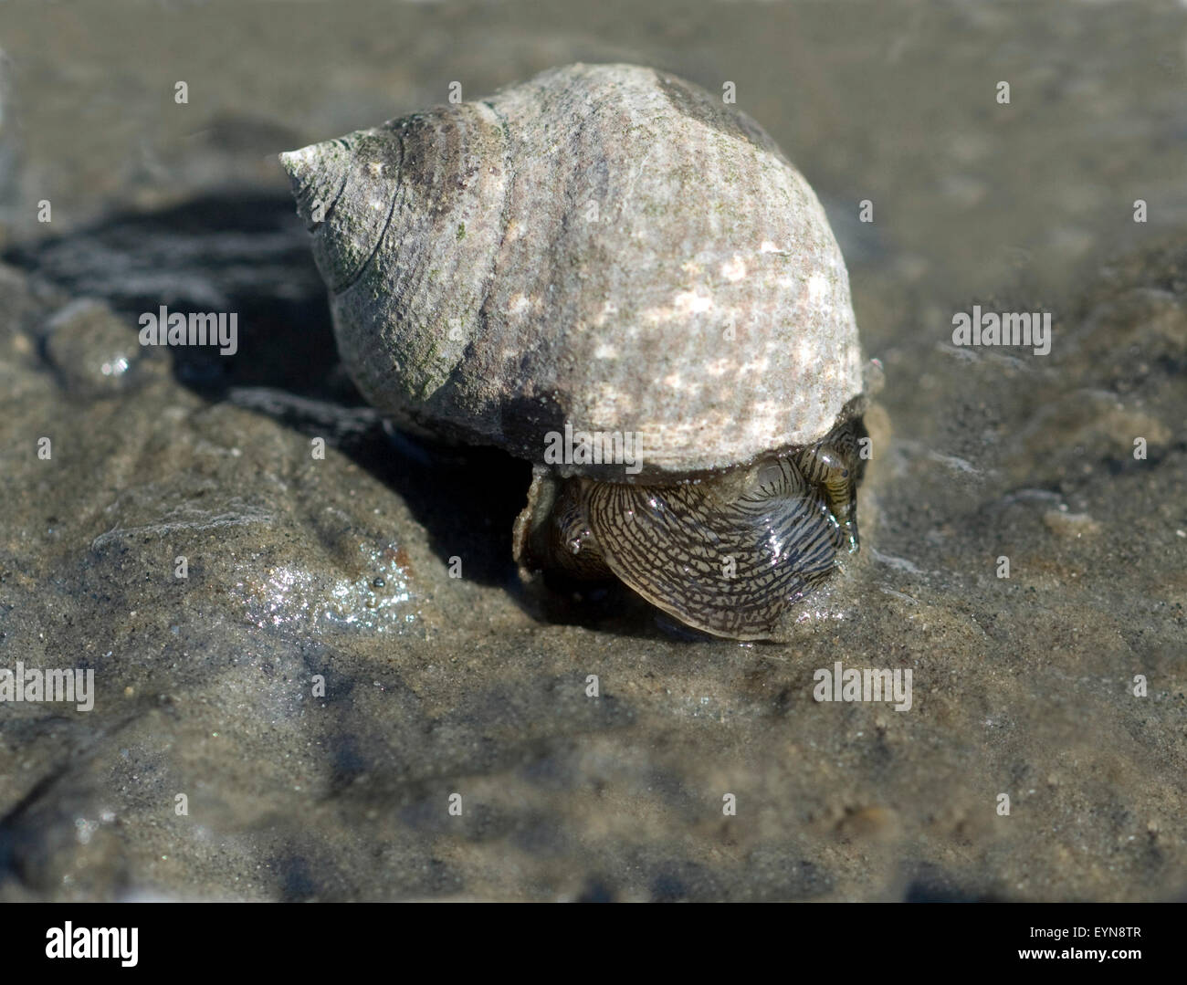 Strandschnecke, Littorina littorea, lebt im Wattenmeer an der Nordsee, Stock Photo