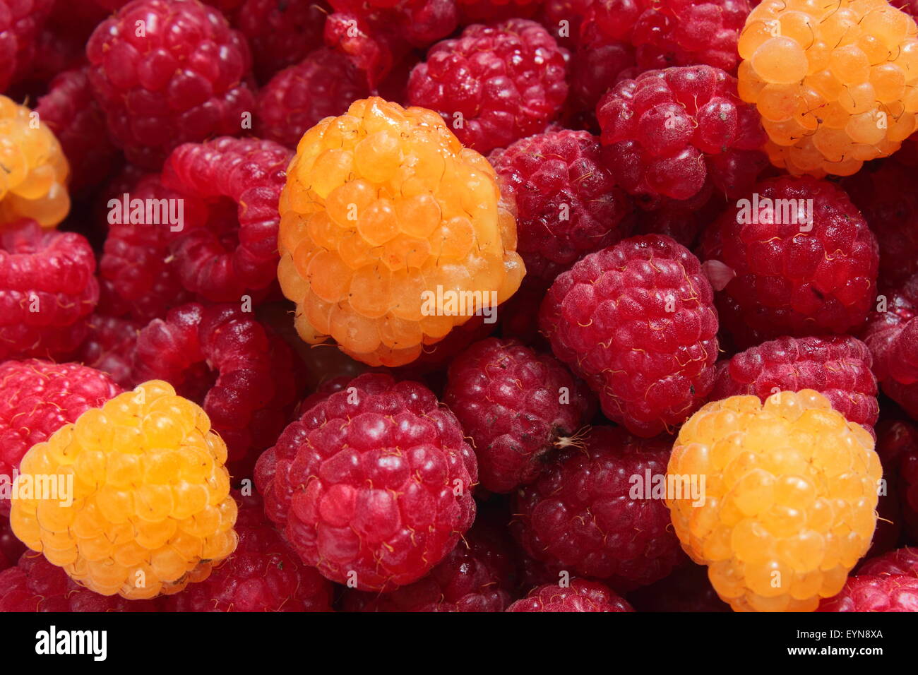 Red Andyellow Raspberry is a lot of red and yellow raspberries Stock Photo - Alamy