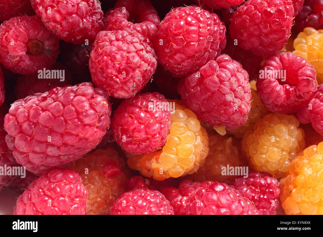 Red Andyellow Raspberry is a lot of red and yellow raspberries Stock Photo - Alamy