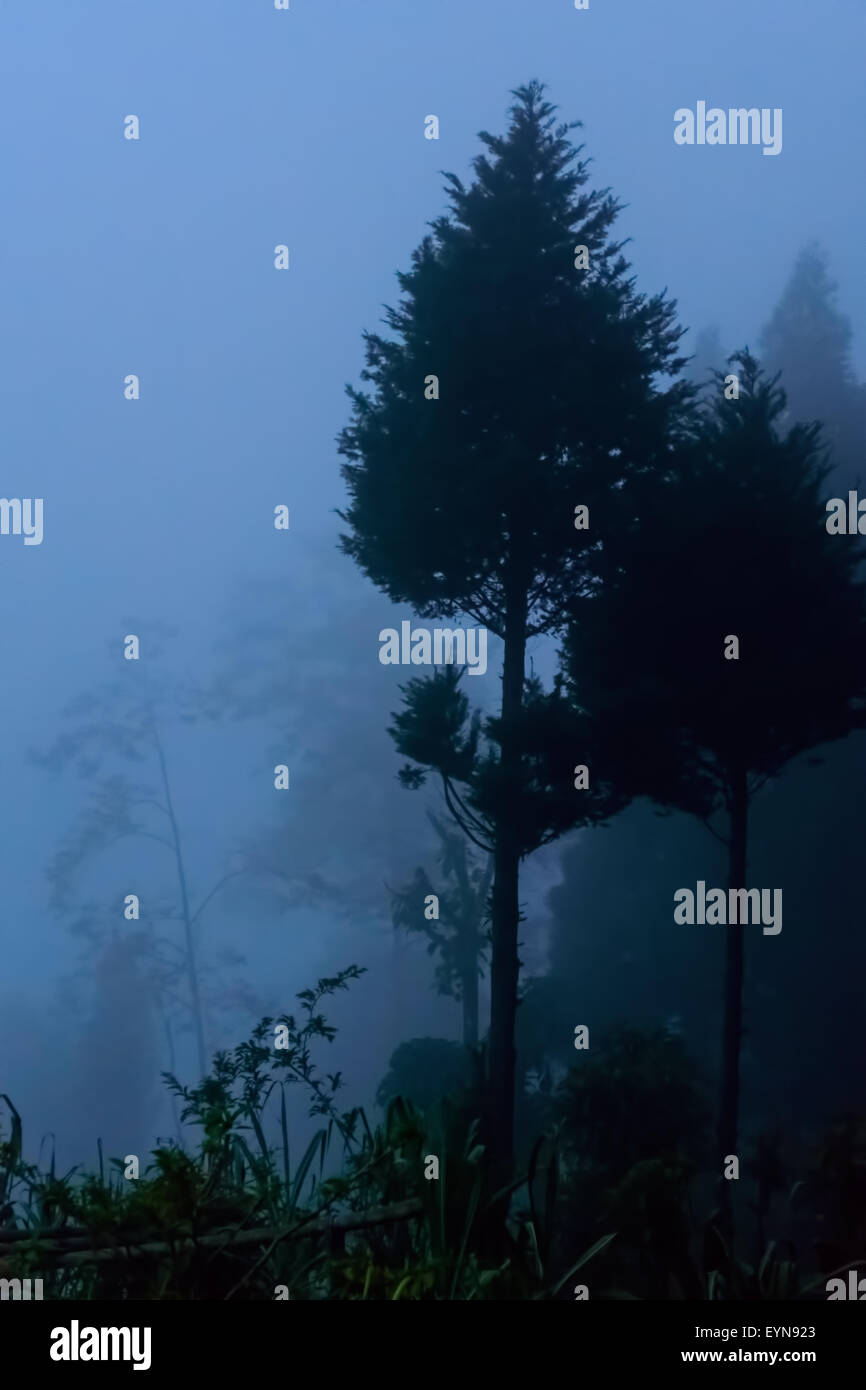 Pine trees as seen through fog and mist, copy space Stock Photo
