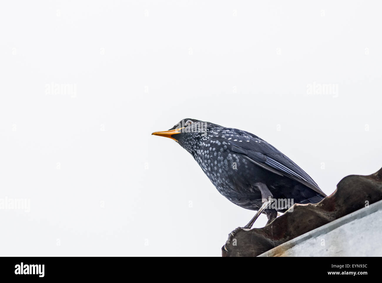 Medium sized bird Blue-whistling thrush with copy space Stock Photo