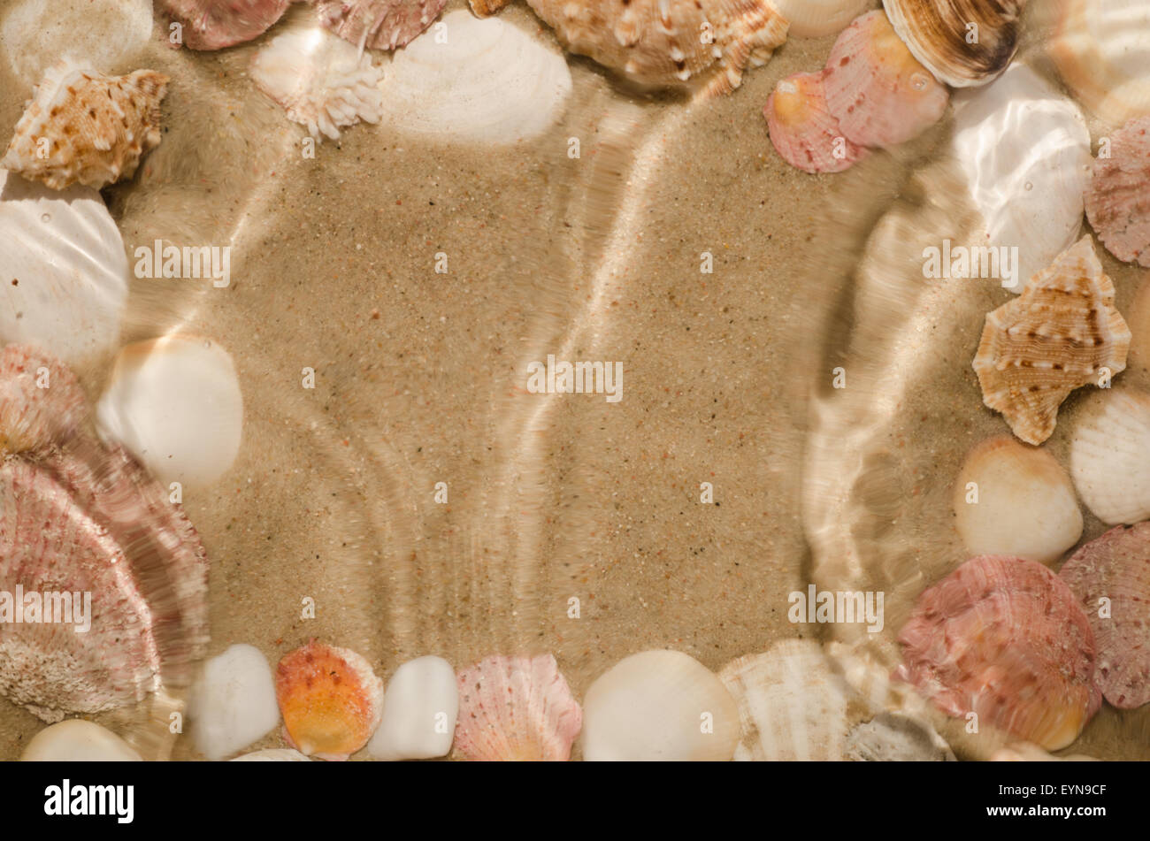 shells composition on sand background Stock Photo