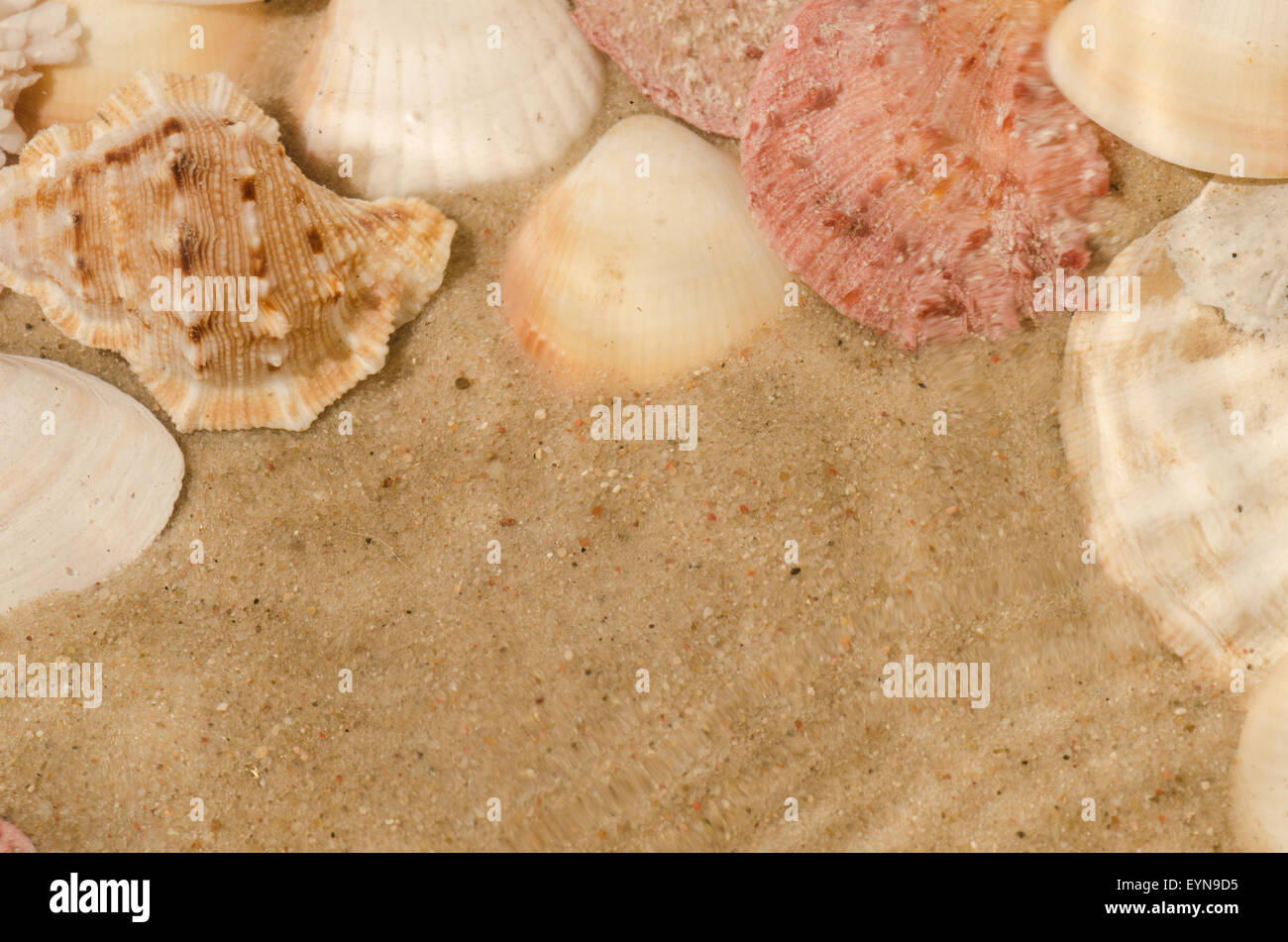 shells composition on sand background Stock Photo