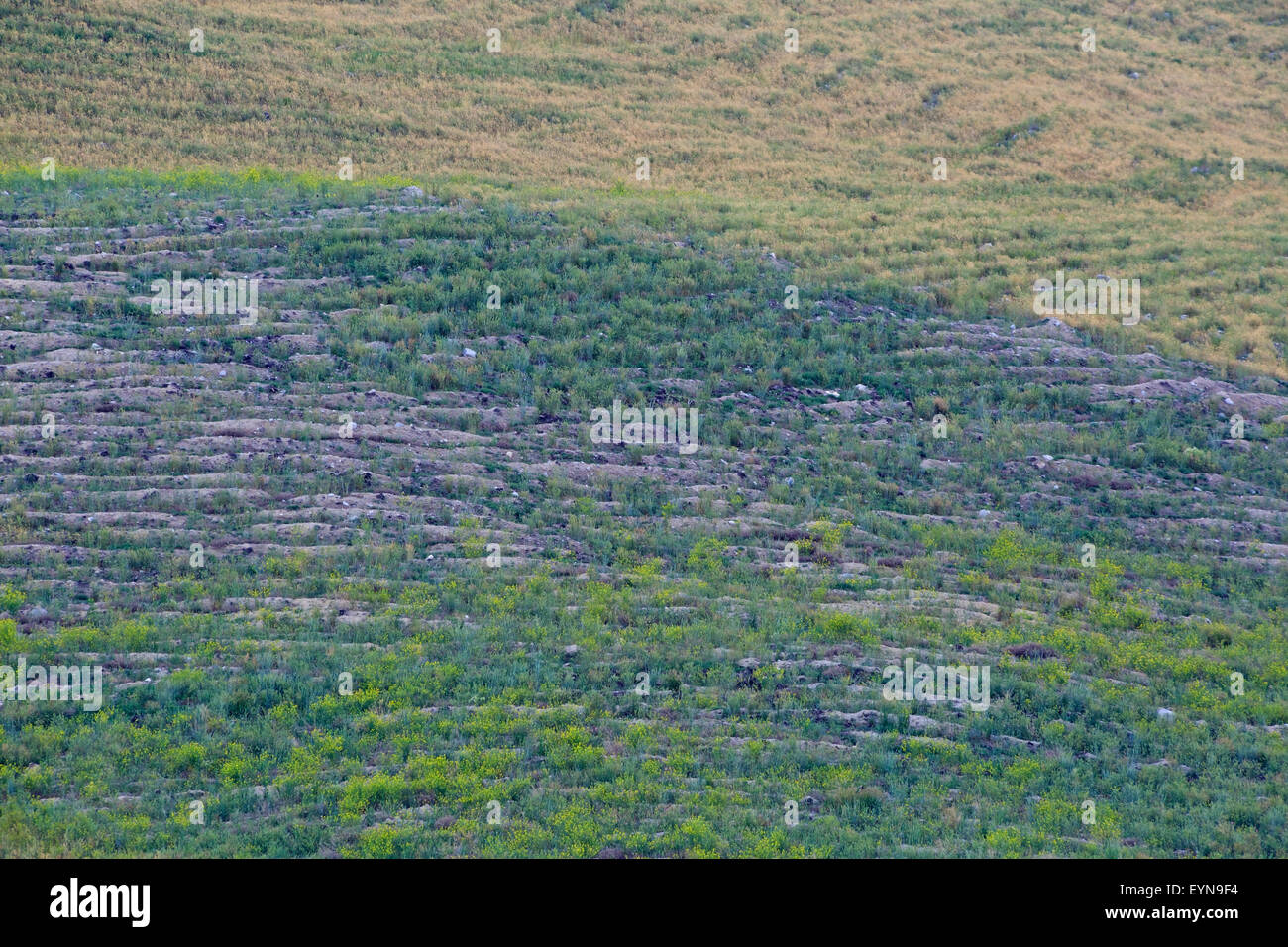 Reclaimed and remediated land, Highland Valley copper mine, Logan Lake, British Columbia Stock Photo