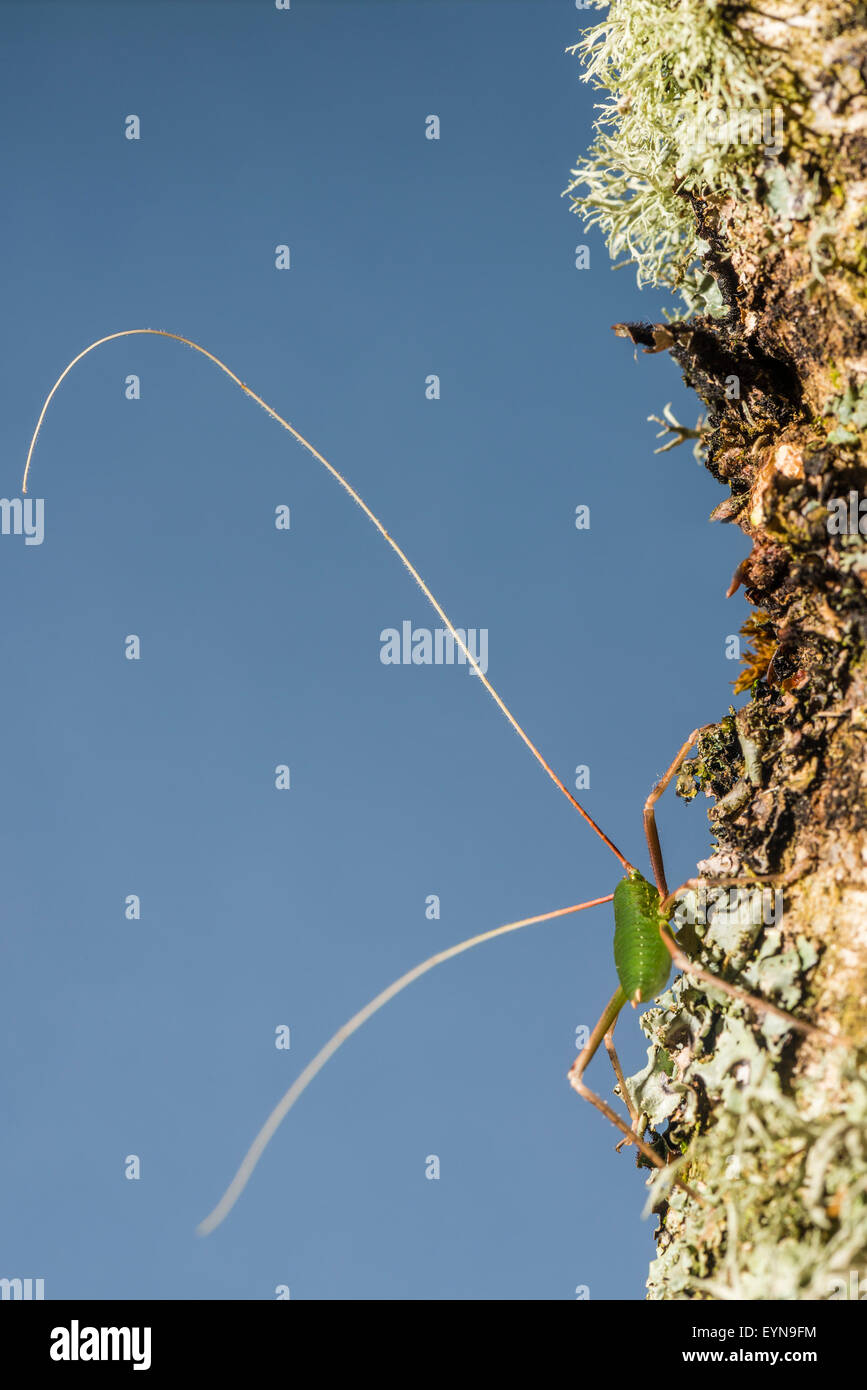 A Giant Malaysian Katydid Stock Photo - Alamy