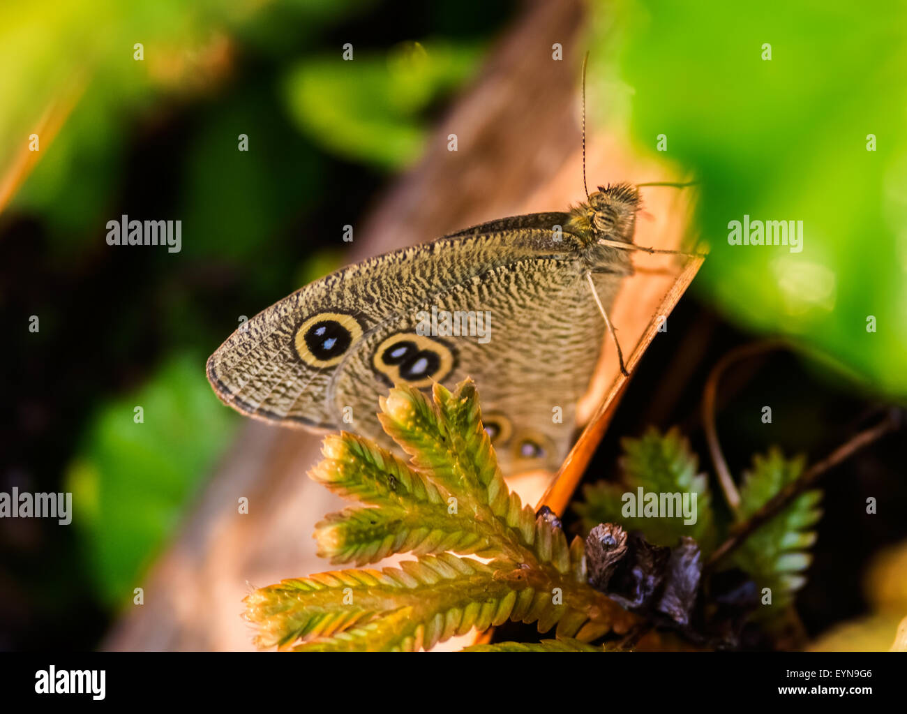 Small brown butterfly Common Fivering, Ypthima balduson grass during morning with copy space Stock Photo