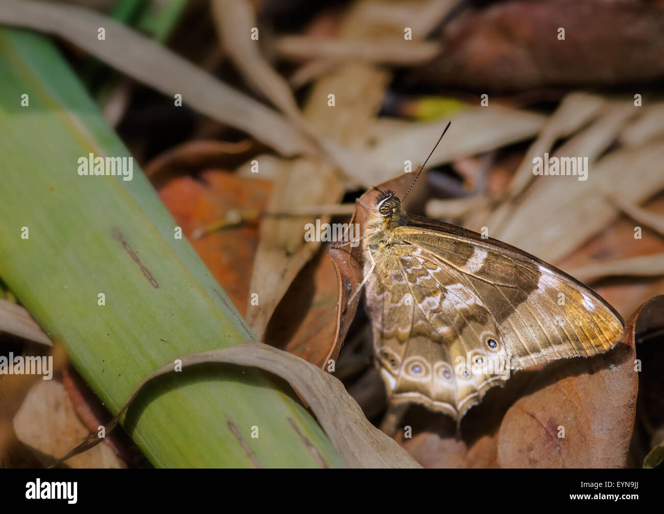 Yellow Woodbrown, Lethe nicetas, butterfly on dry leaves with copy space Stock Photo