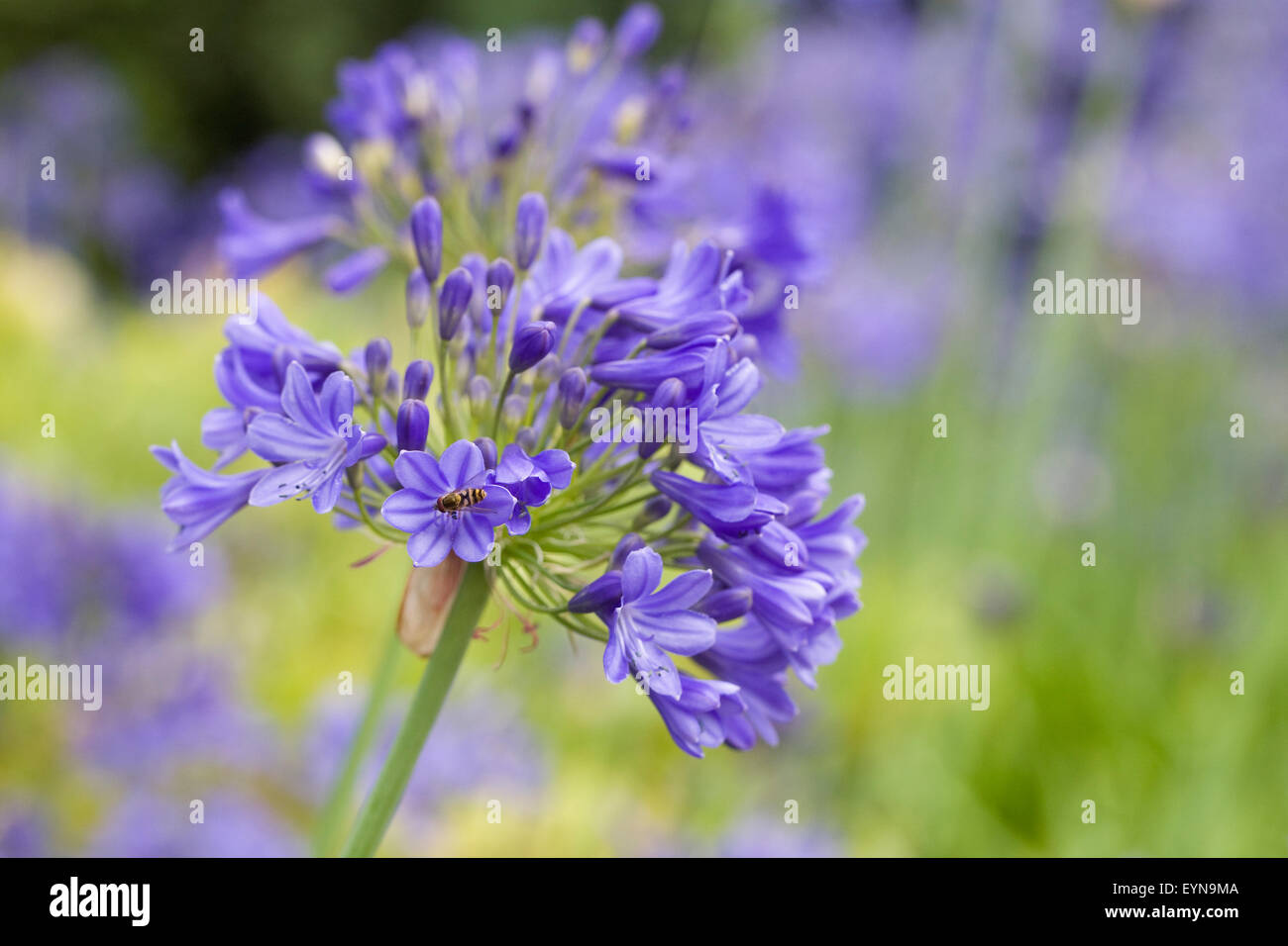 Agapanthus 'Zella Thomas' flowers Stock Photo - Alamy