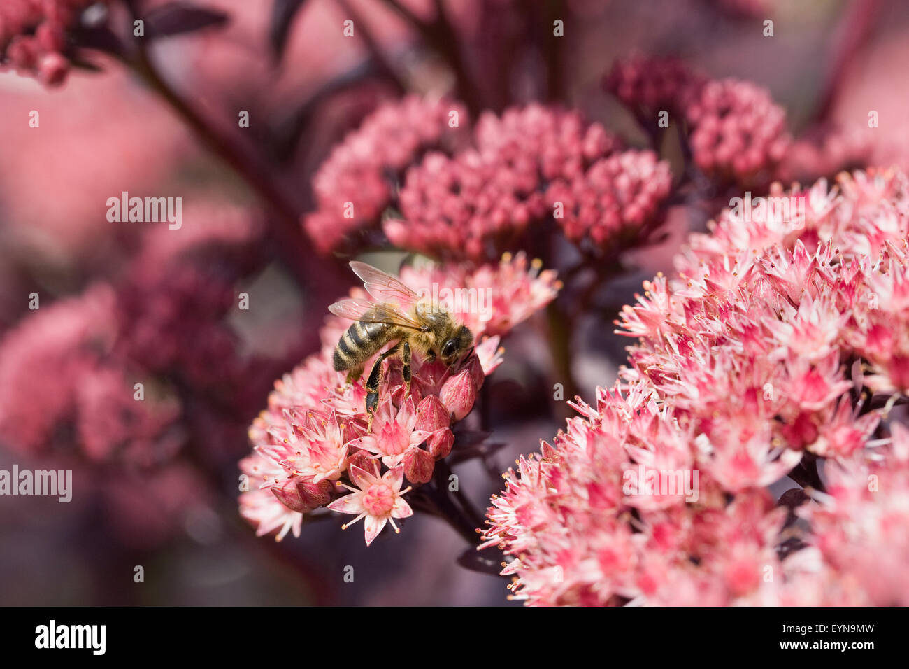 Honeybee on Sedum telephium 'Purple Emperor'. Hylotelephium 'Purple Emperor'. Stock Photo