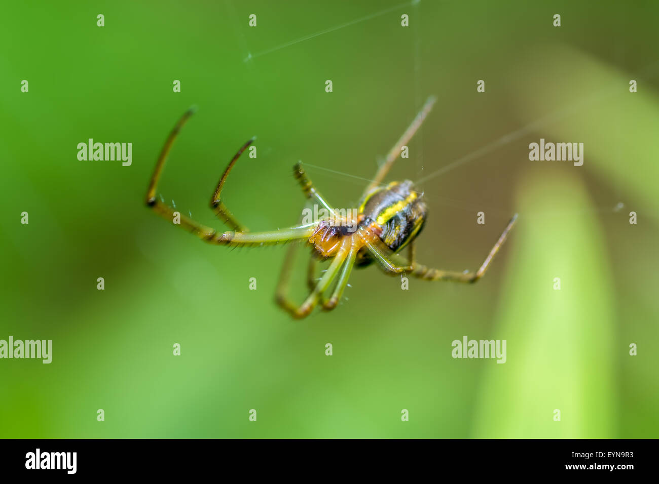 Extreme close up of Spider Leucauge sp on it's web Stock Photo