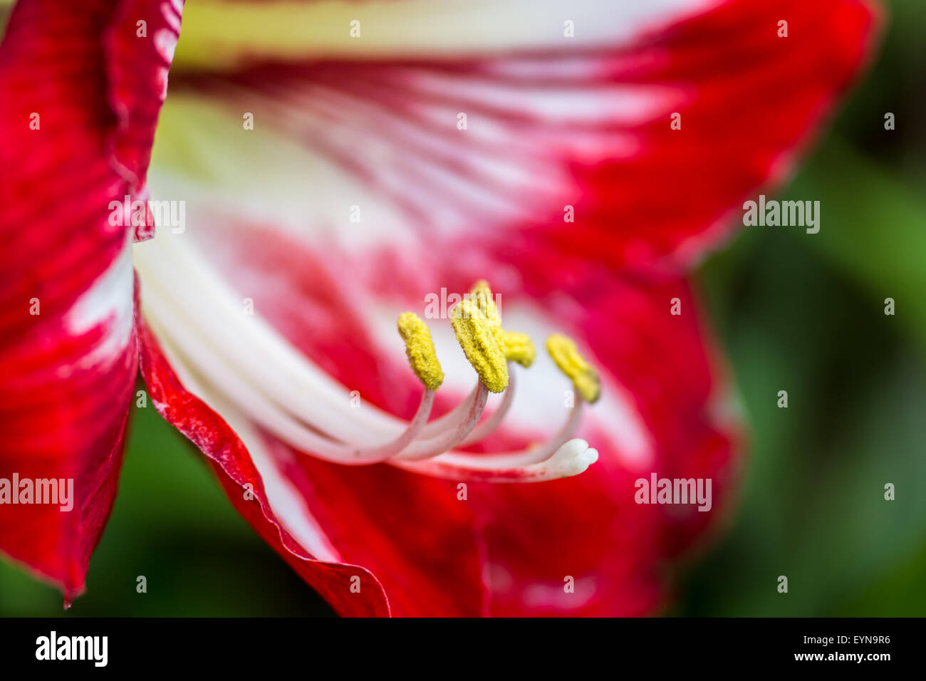 Vibrant Red blooming wildflower of Himalayan mountain, close up of petals, stamen and anther with copy space Stock Photo