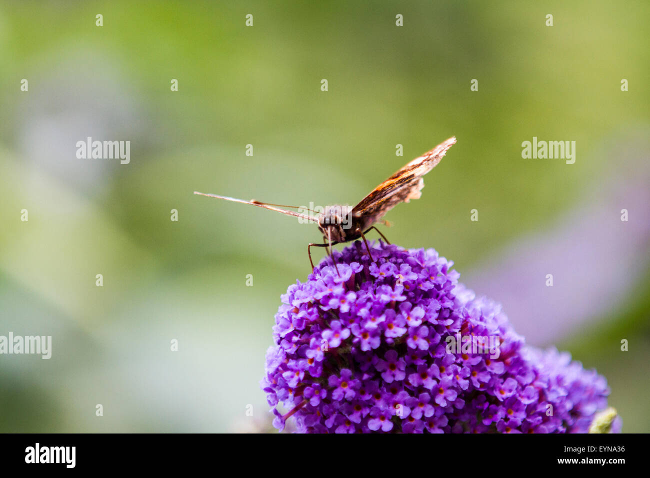 Red Admiral butterfly during the 2015 big butterfly count basking in the sun on a budlia flower in Surrey England UK Stock Photo