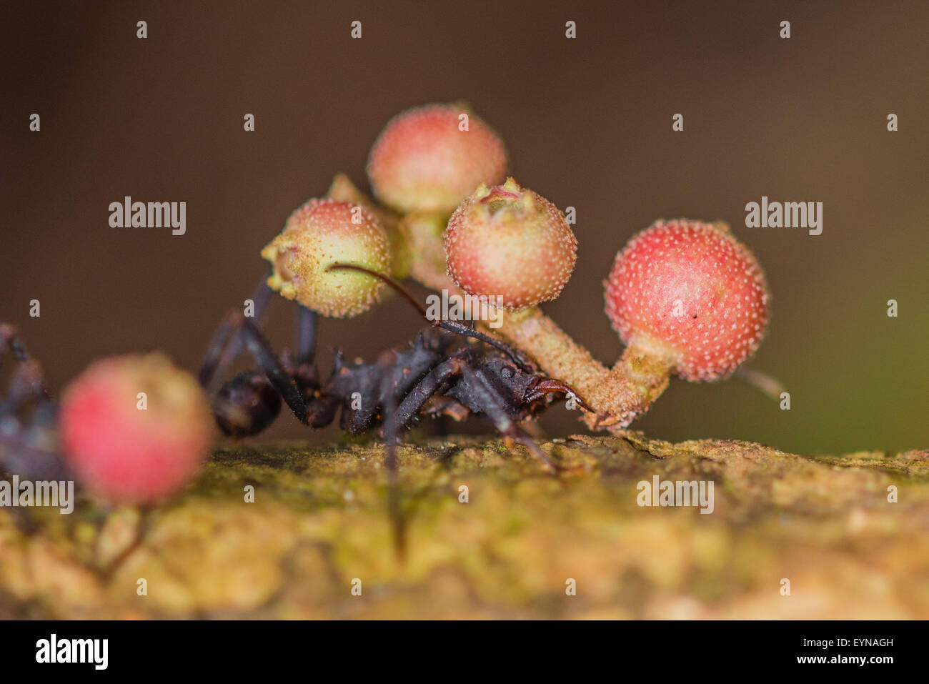 A Leaf-cutter ant returning to its nest after foraging Stock Photo
