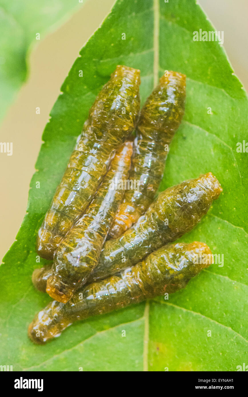 Swallowtail larva hires stock photography and images Alamy