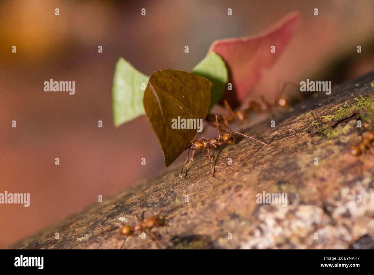 A Leaf-cutter ant returning to its nest after foraging Stock Photo