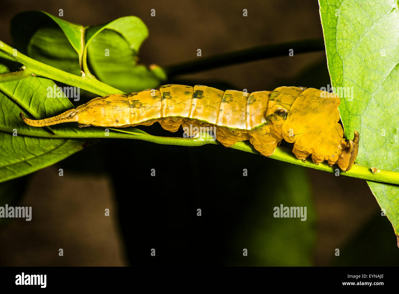 A caterpillar of the Banded King Shoemaker butterfly Stock Photo