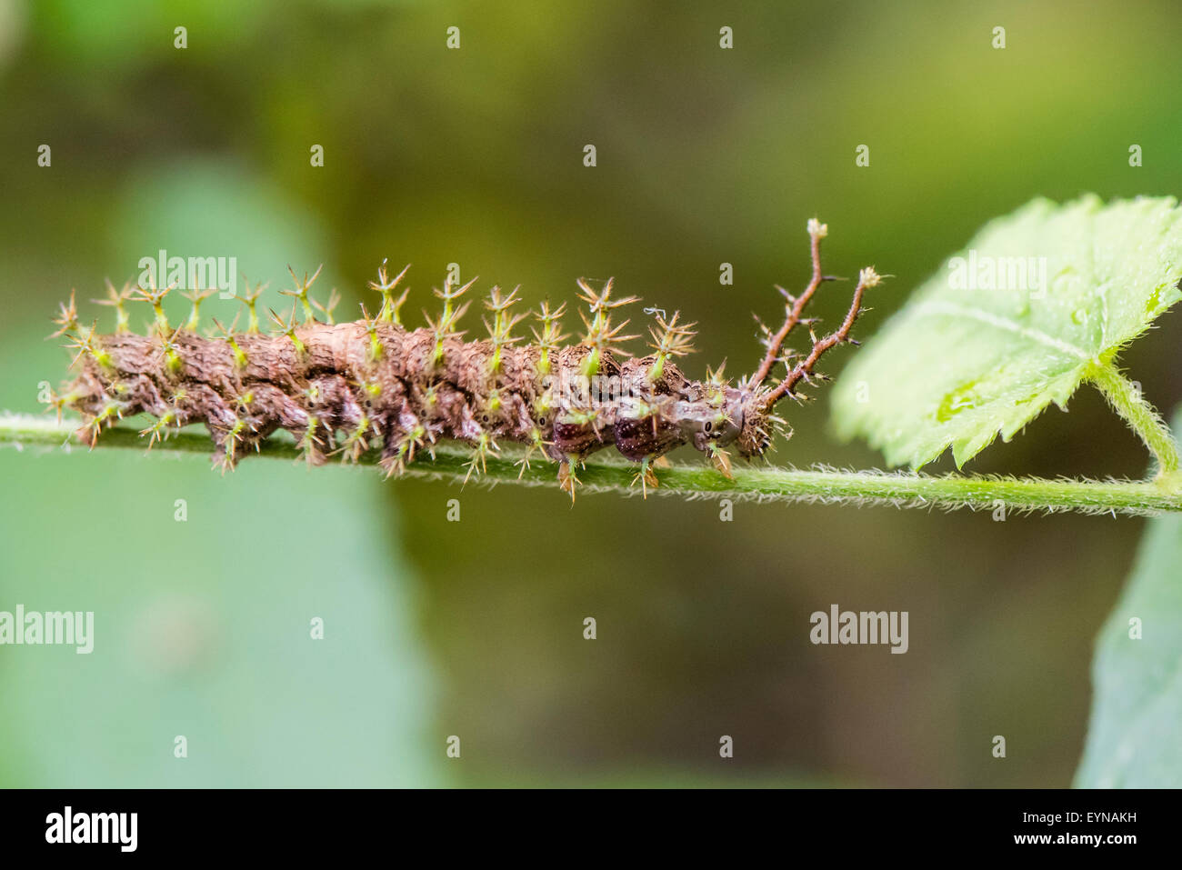 A larva of the Red Rim butterfly on a Fireman plant Stock Photo