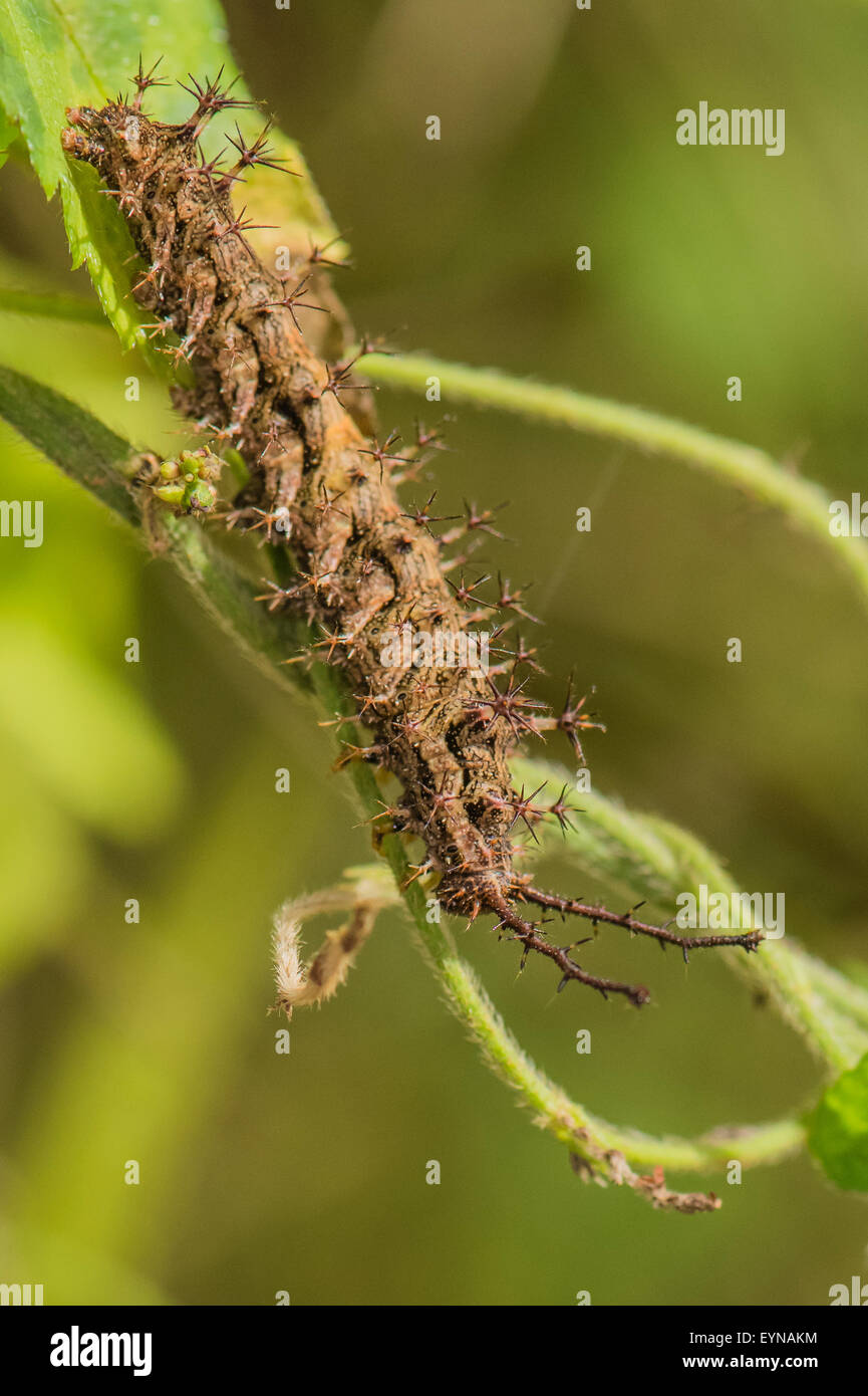 A larva of the Red Rim butterfly on a Fireman plant Stock Photo