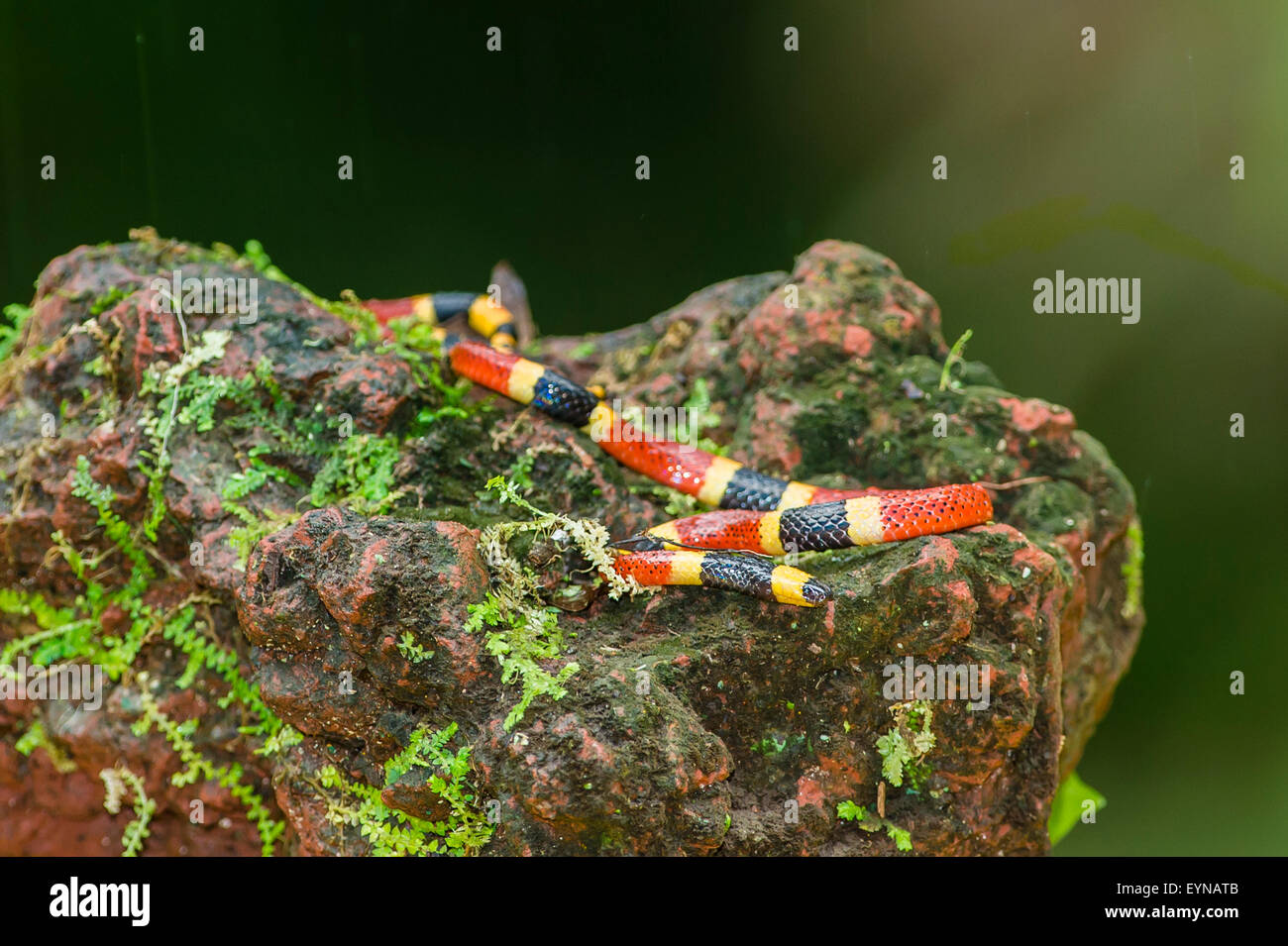 A Central American Coral snake Stock Photo