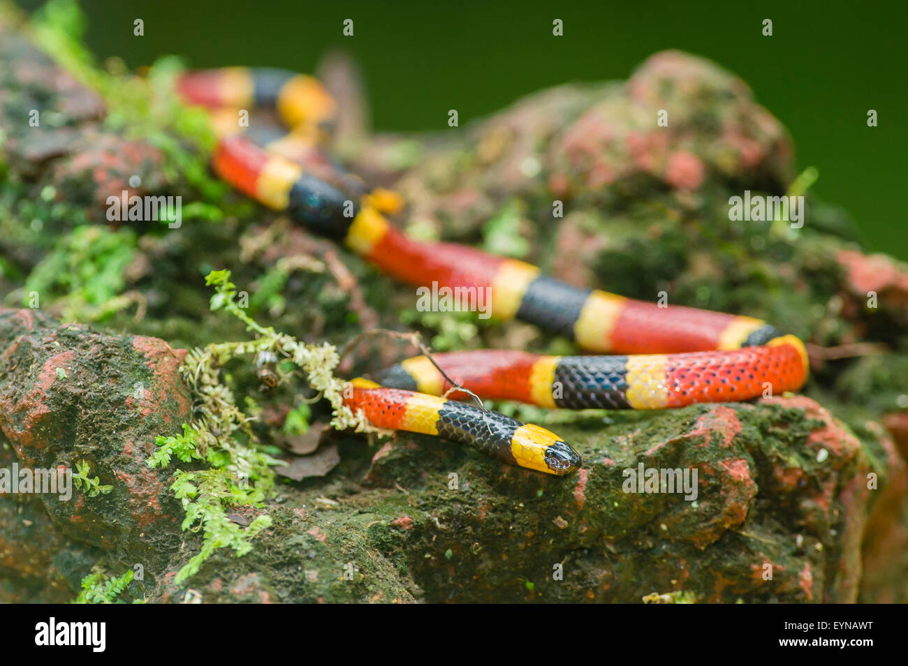 A Central American Coral snake Stock Photo
