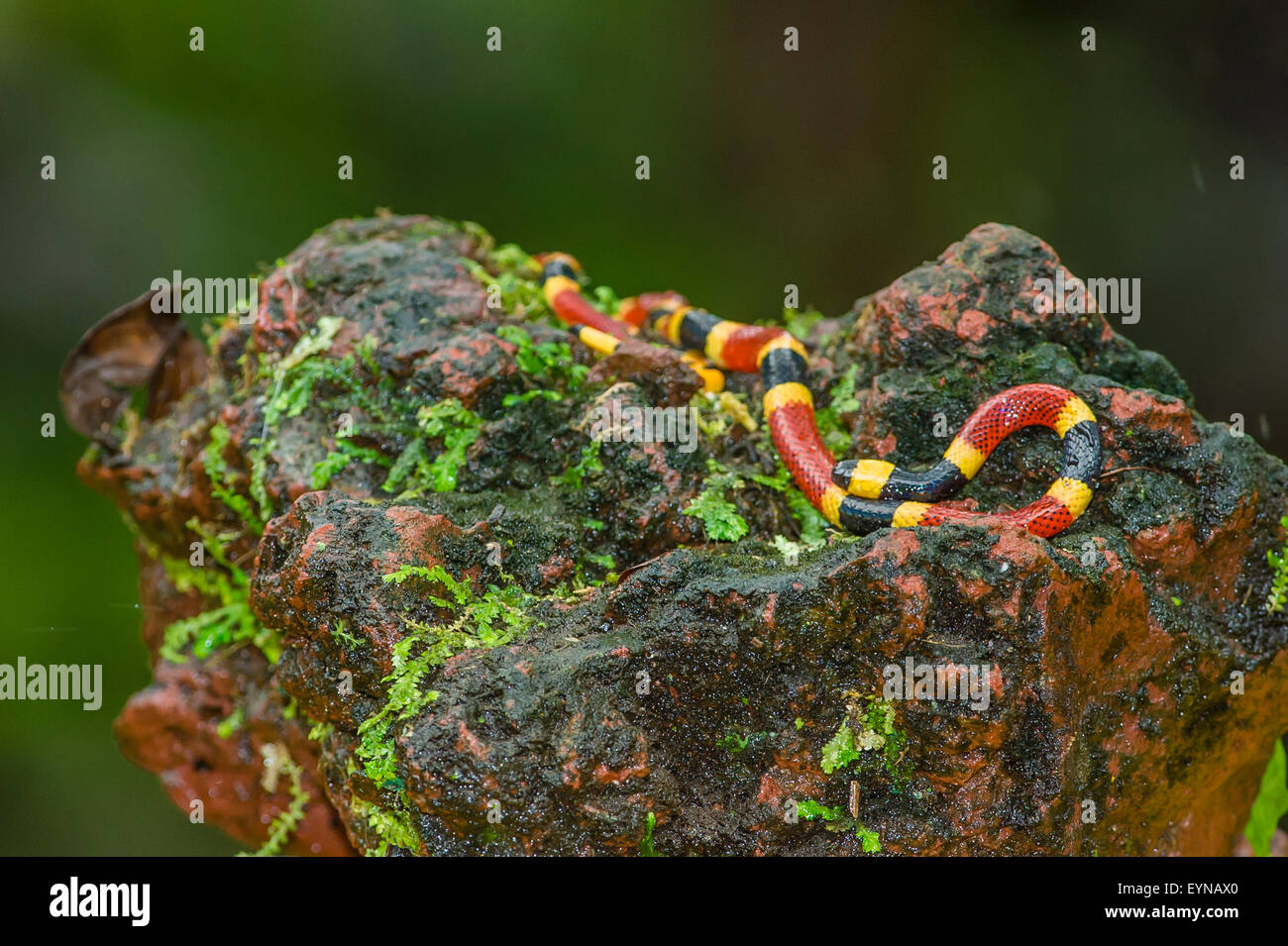 A Central American Coral snake Stock Photo