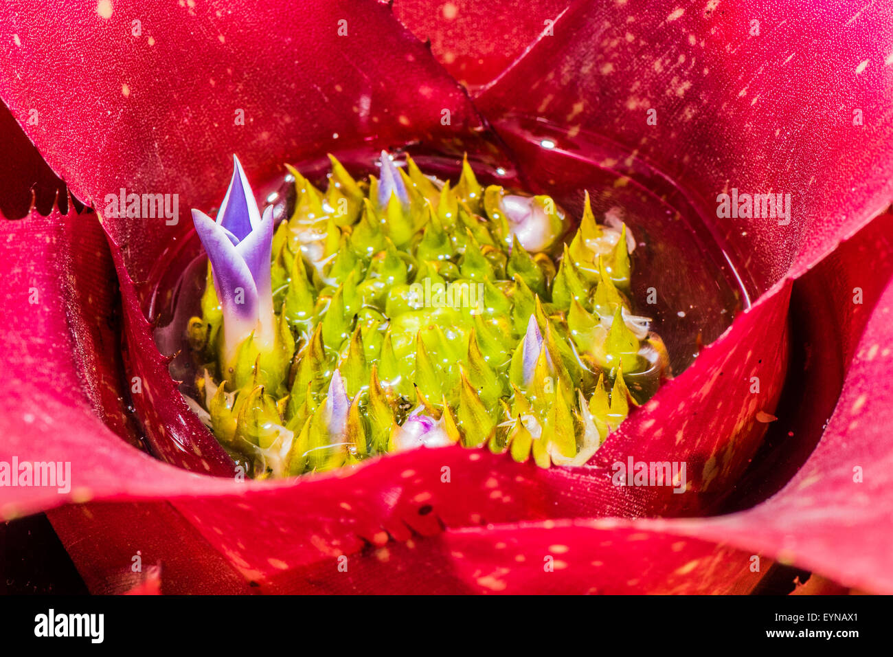 A Bromeliad in flower Stock Photo