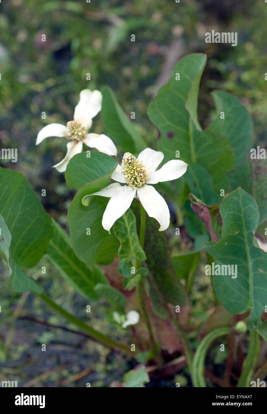 Anemopsis californica, Wasserpflanzen  - Stock Photo