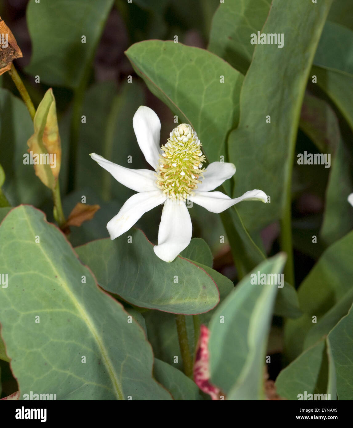 Anemopsis, californica, Yerba, Mansa, Wasserpflanze, Stock Photo
