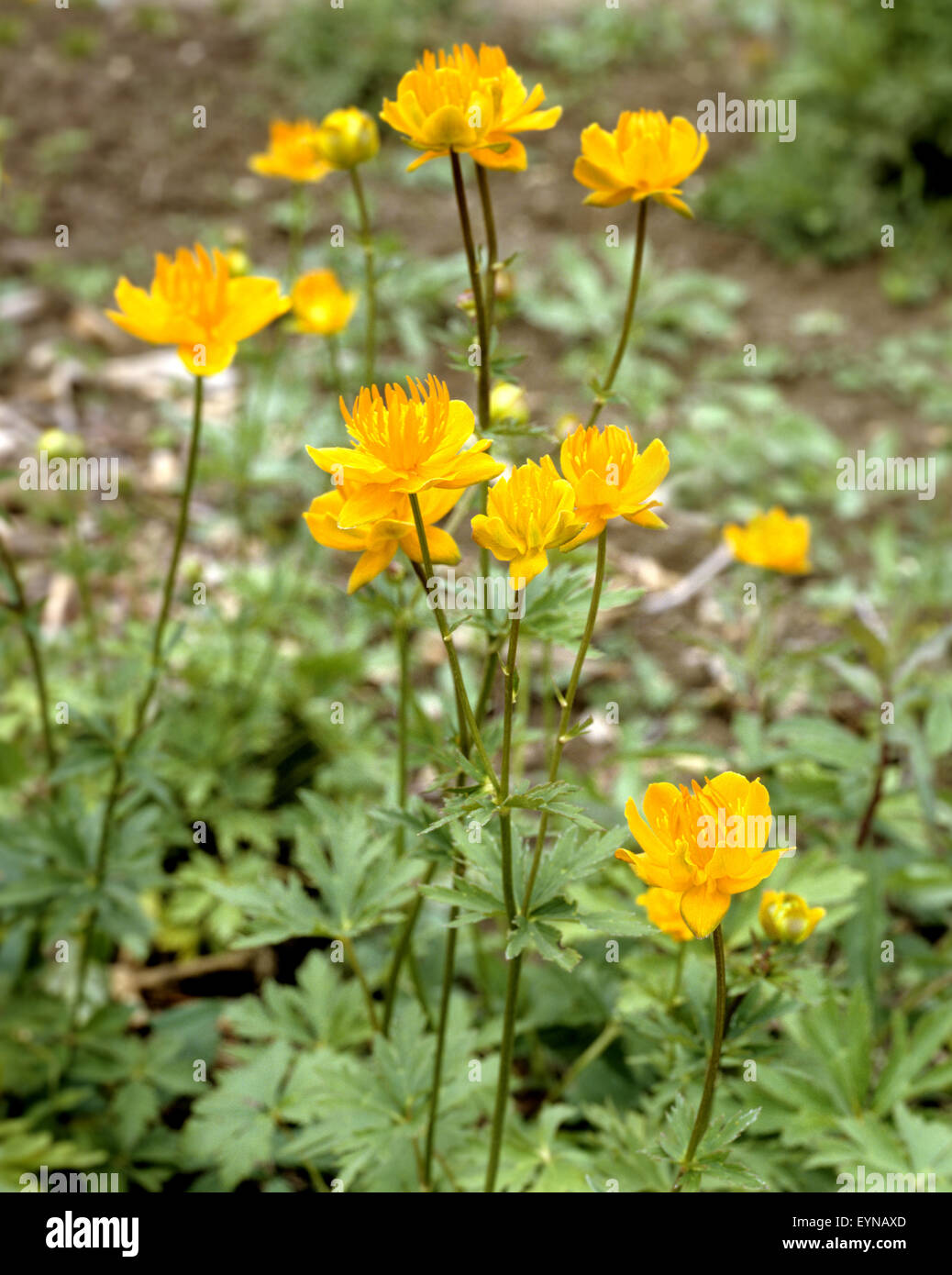 33+ China Trollblume Teich, Die trollblume golden queen kann bis zu