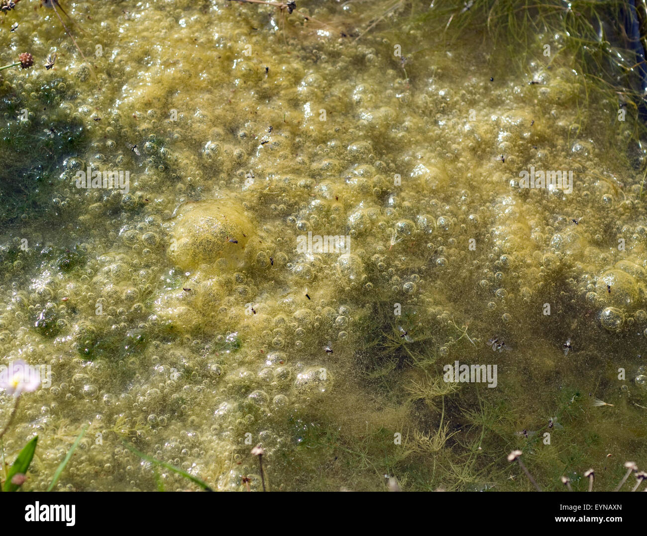 Fadenalge, Fadenalgen, Algenart, Cladophora, Stock Photo