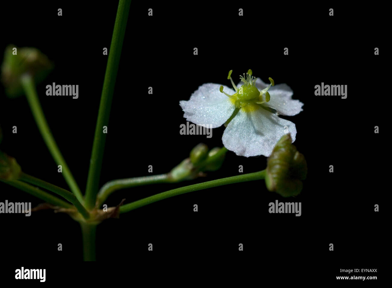 Froschloeffel; Alisma plantago-aquati Stock Photo