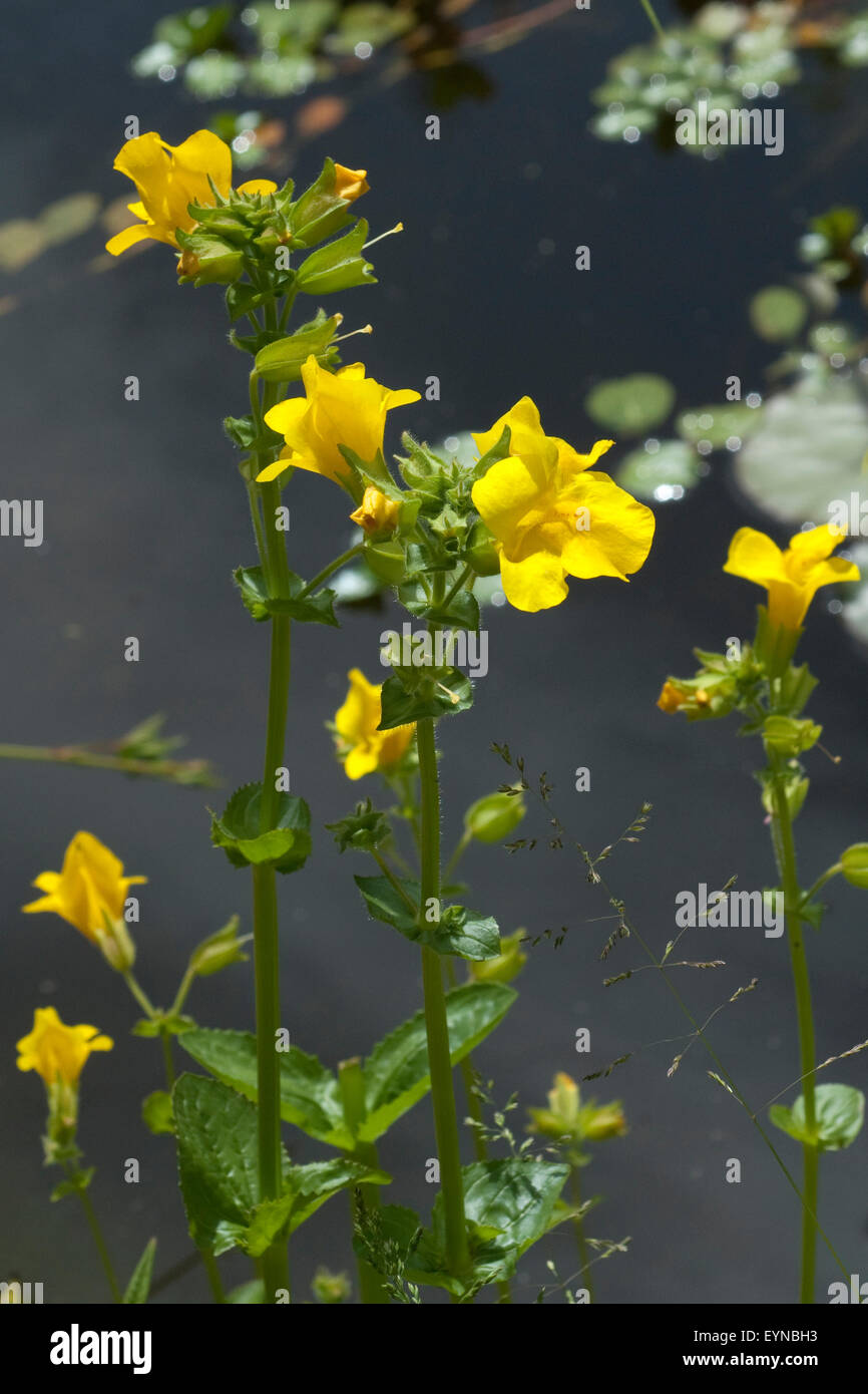 Gauklerblume, Mimulus, aurantiacus Stock Photo Alamy