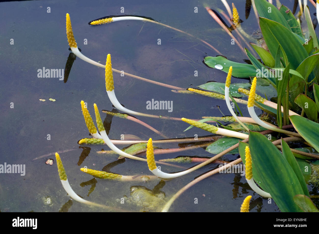 Goldkeule, Wassergoldkeule, Orontium, aquaticum Stock Photo Alamy