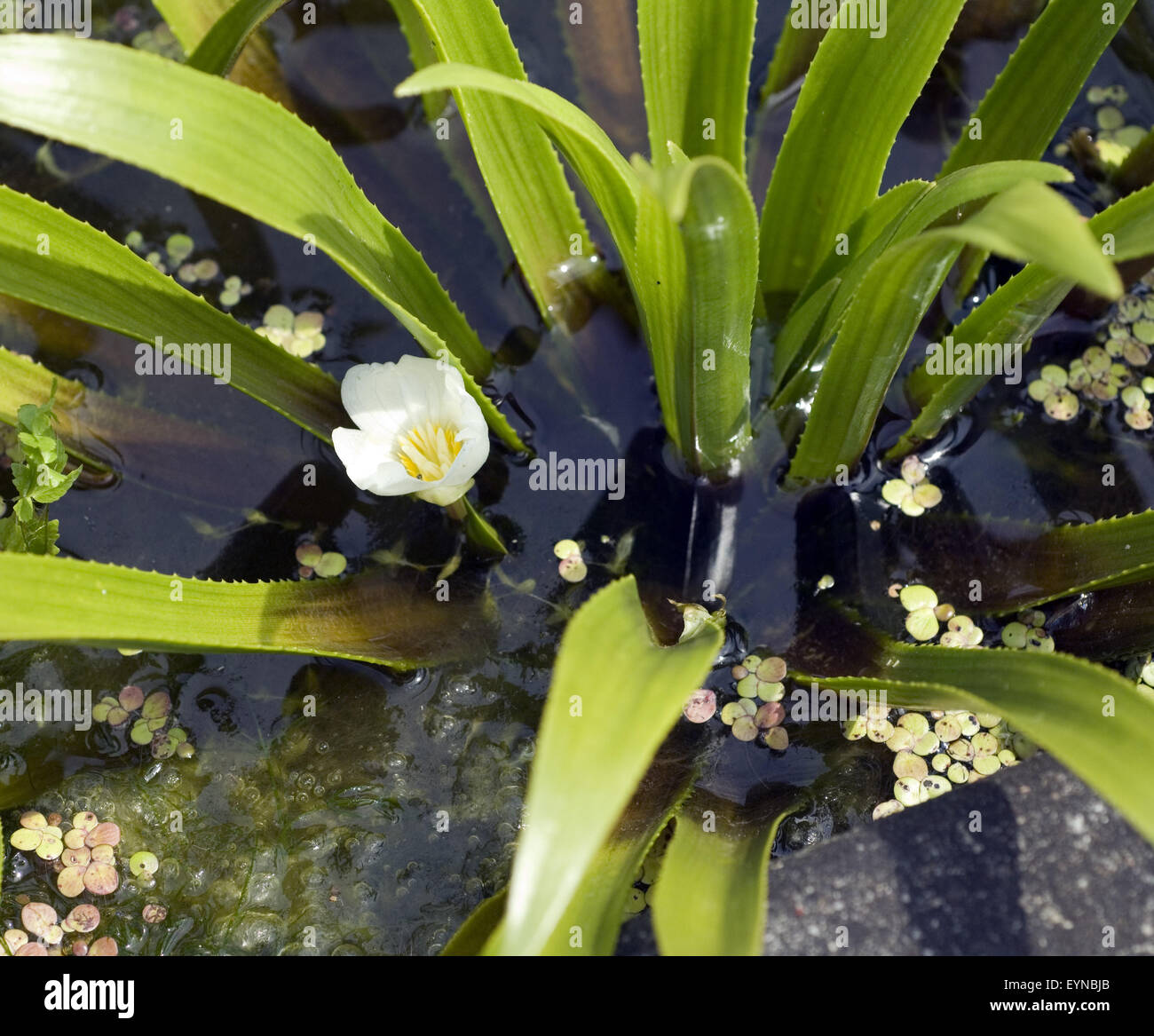 Krebsschere; Stratiotes aloide, Wasserpflanzen Stock Photo