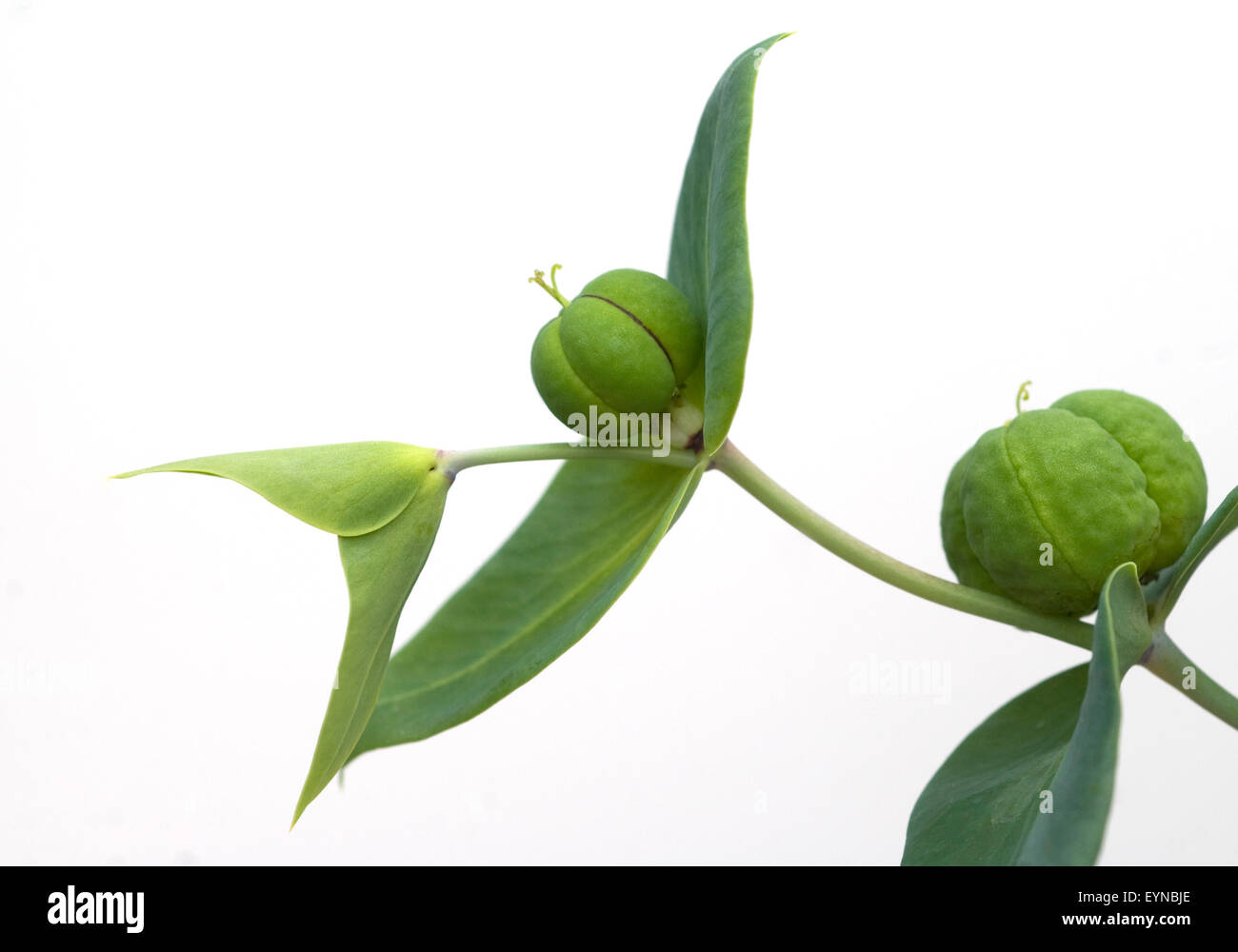 Kreuzblaettrige Wolfsmilch, Wolfsmilch, Euphorbia, lathyrus, Stock Photo
