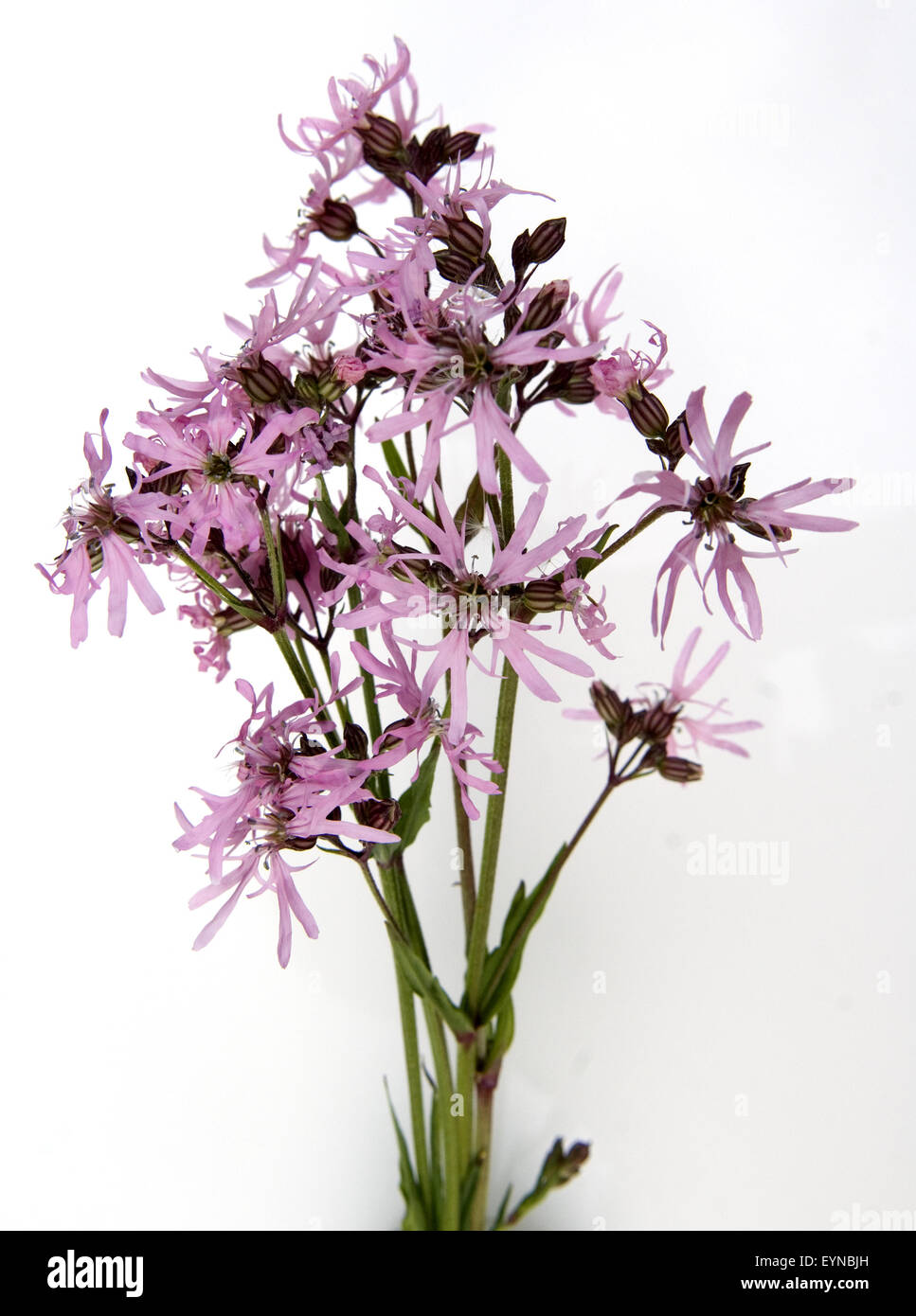 Kuckuckslichtnelke; Lychnis flos-cuculi, Wasserpflanzen Stock Photo