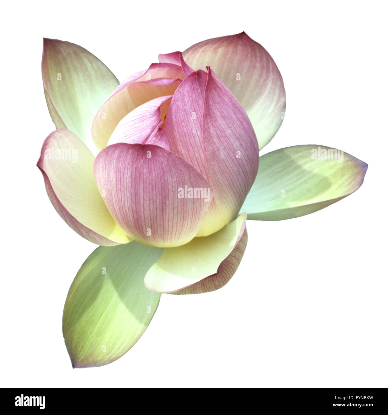 Lotosblume; Lotusblumen; Lotus nucifera; Stock Photo