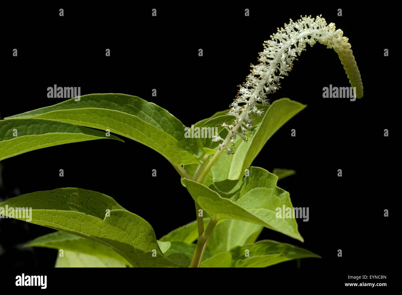 Molchschwanz; Saururus cernuus, Wasserpflanzen Stock Photo Alamy