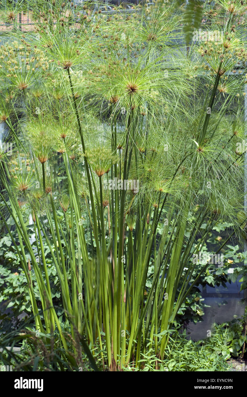 Papyrus, Cyperus papyrus, Wasserpflanzen  - Stock Photo