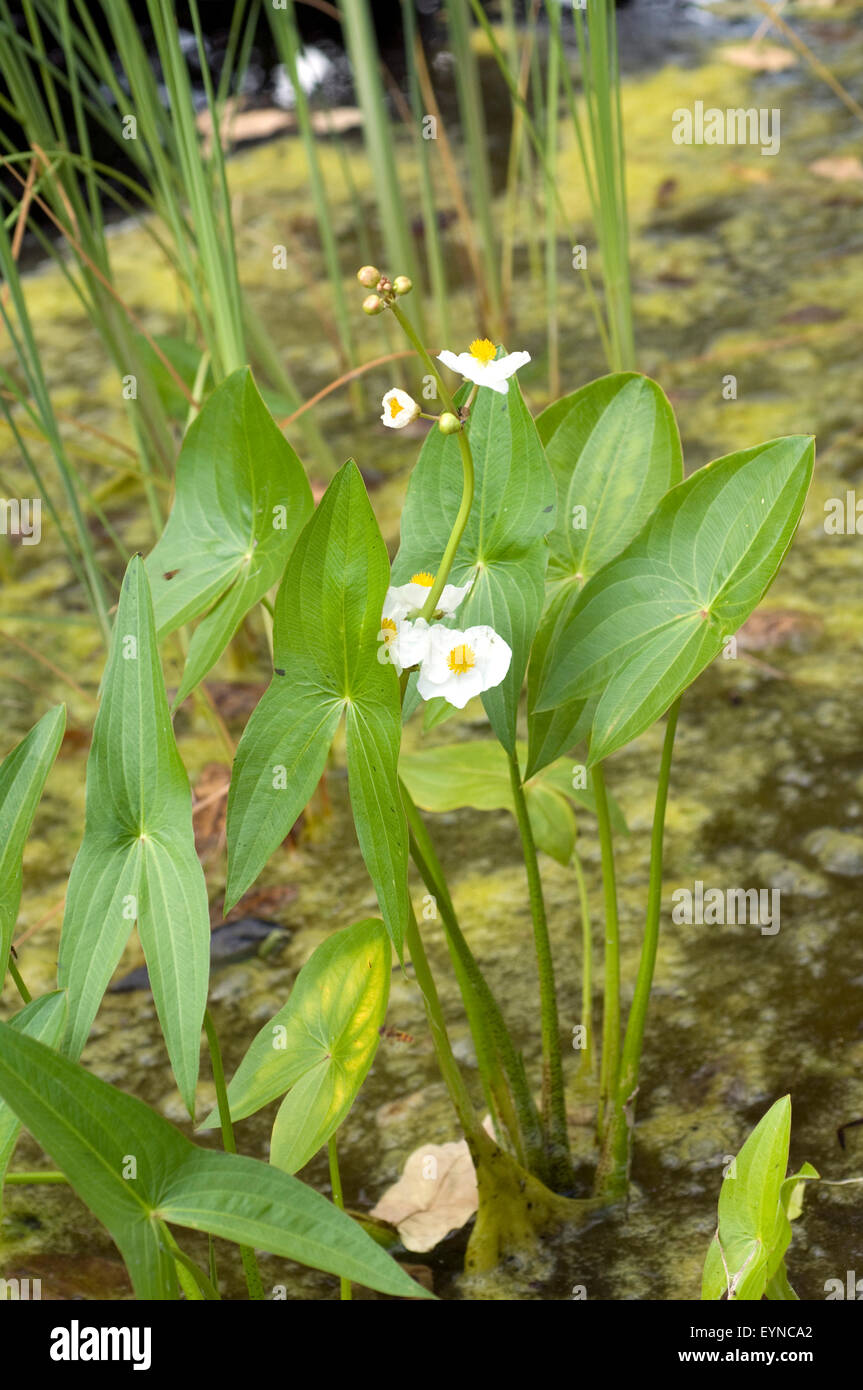 Pfeilkraut, Sagittaria sagittifolia, Froschloeffelgewaechse, Wasserpflanzen  - Stock Photo
