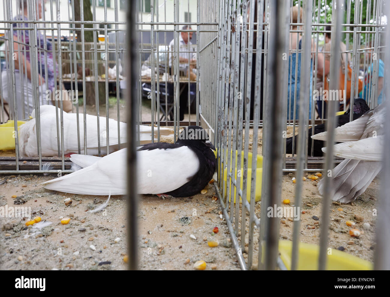 in steel cage on street show market in Boguchwala, Rzeszow, podkarpackie, Poland, Stock Photo