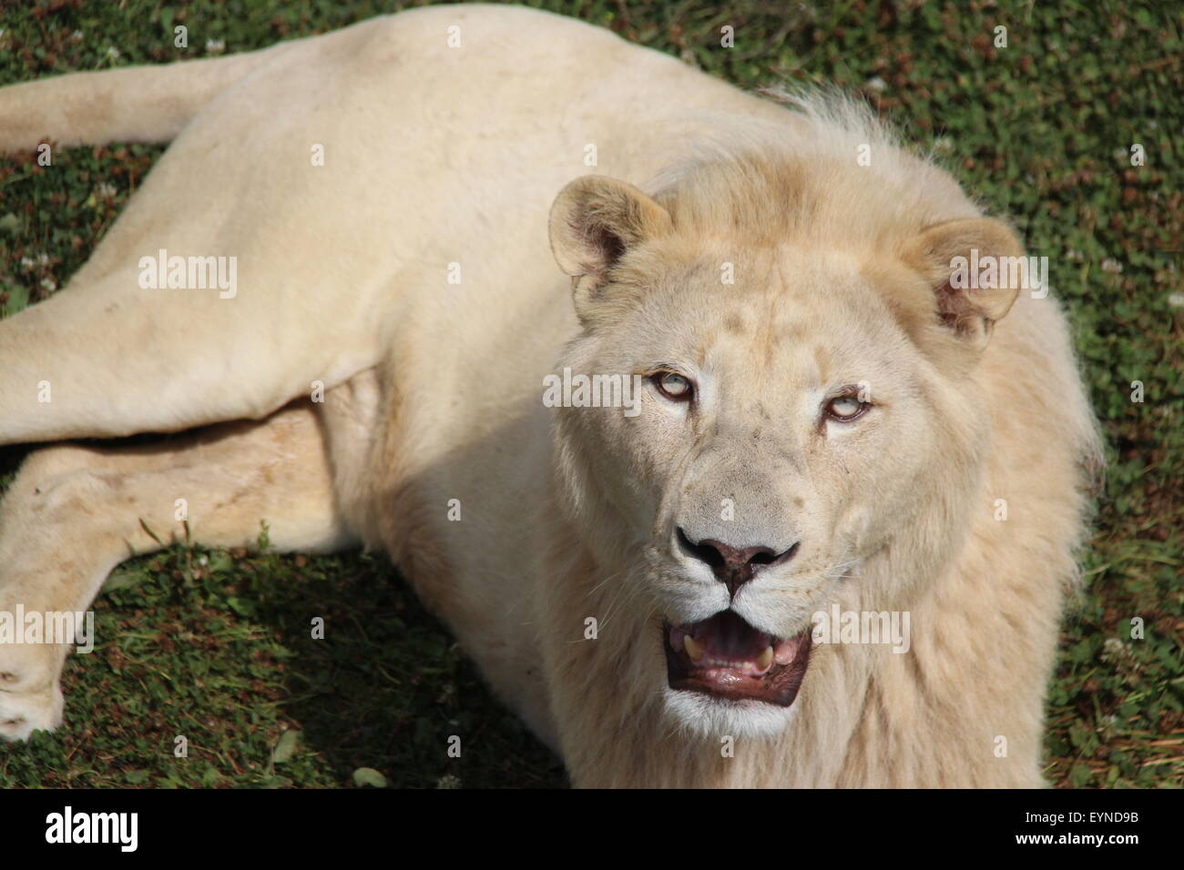 A close view of a male white Lion in the Wildlife Heritage Foundation big cat sanctuary in Kent Stock Photo