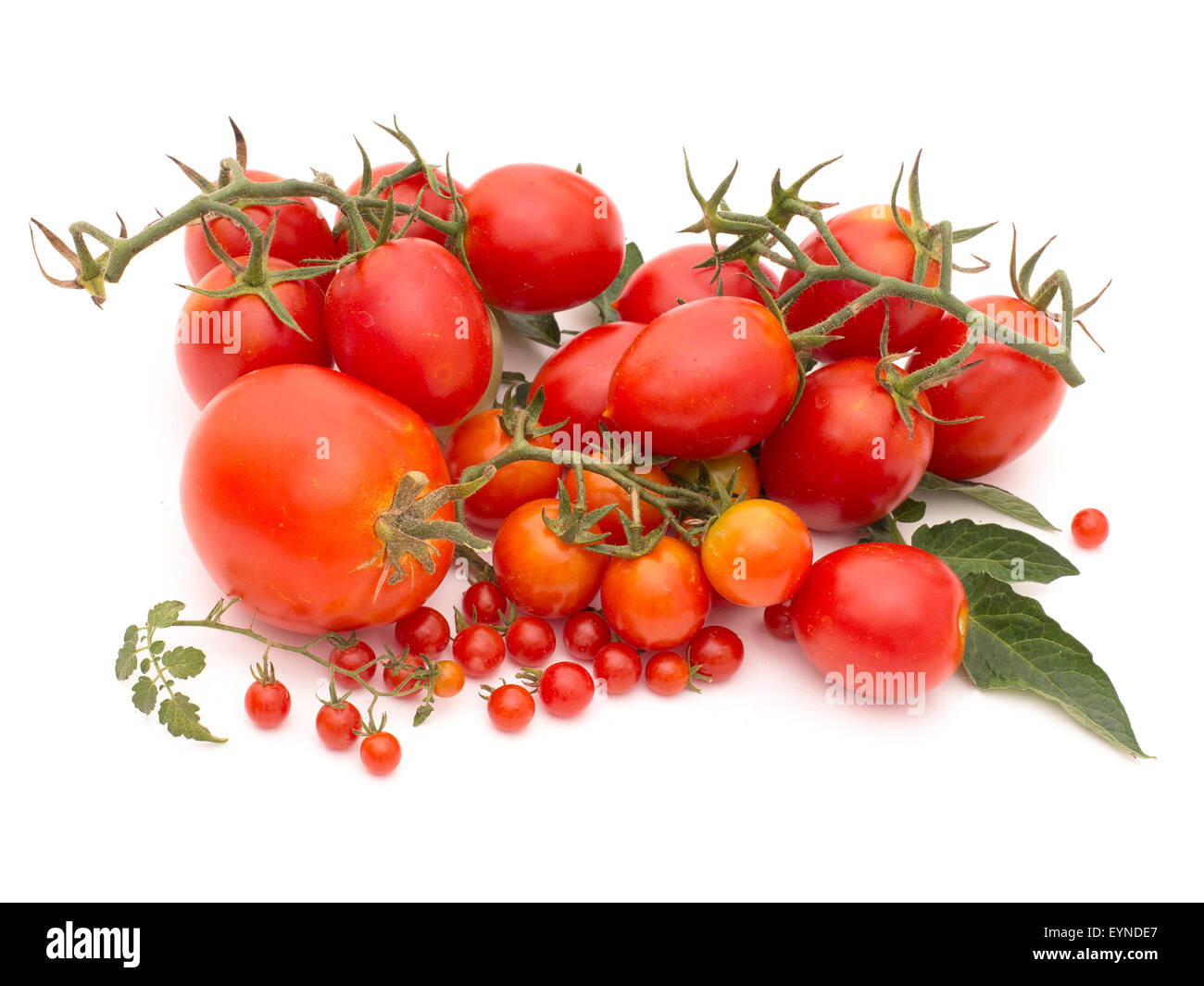 Genuine organic tomatoes from my garden, not all perfect. Include tiny Currant tomatoes, Lycopersicon pimpinellifolium. Stock Photo