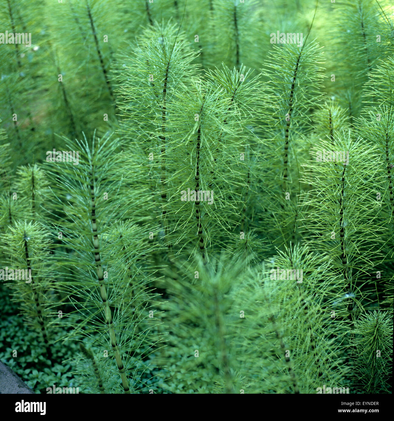 Riesen-Schachtelhalm; Equisetum telmateia Stock Photo