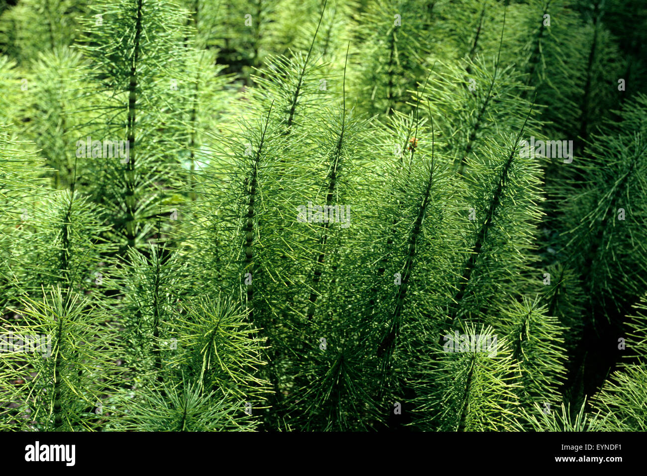 Schachtelhalm; Equisetum; maximum; Wasserpflanzen Stock Photo