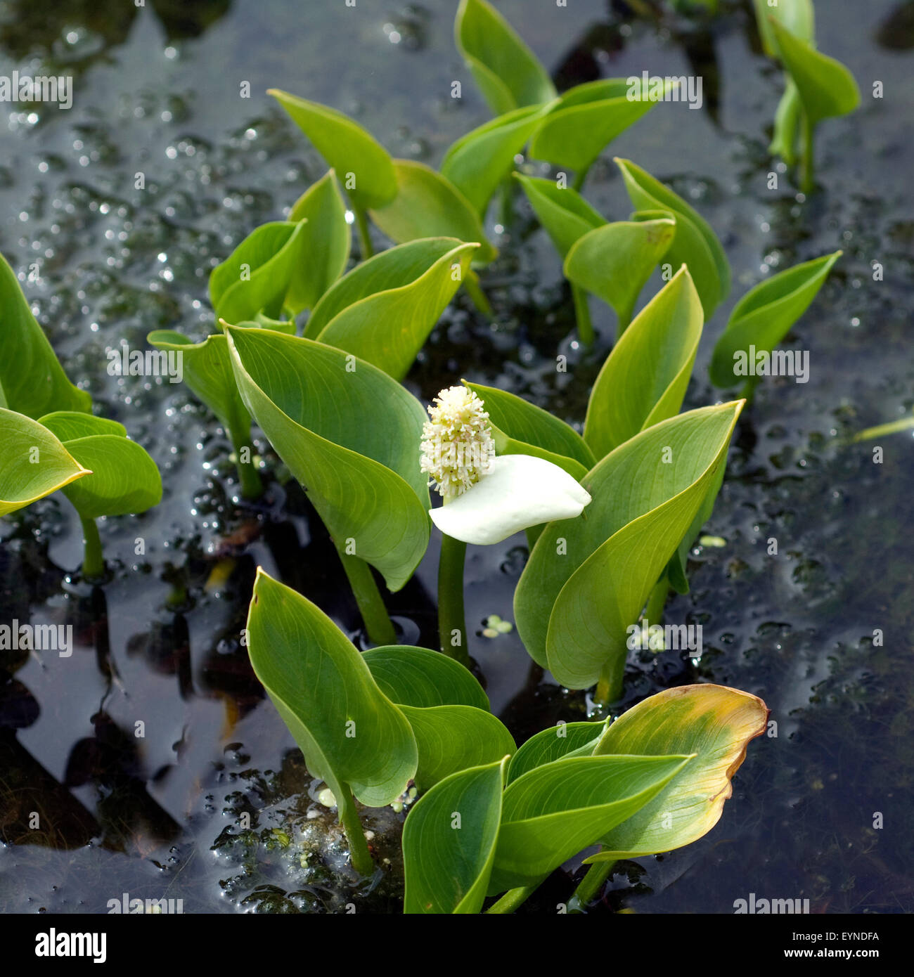 Sumpf schlangenwurz hires stock photography and images Alamy