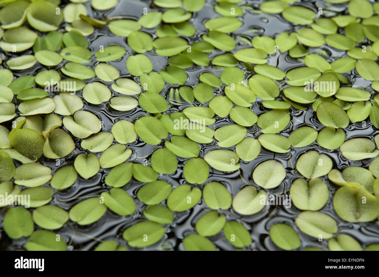 Schwimmfarn; Salvinia speciosa Stock Photo