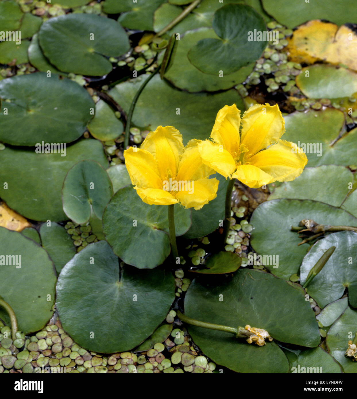Seekanne, Nymphoides peltata, Wasserpflanzen  - Stock Photo