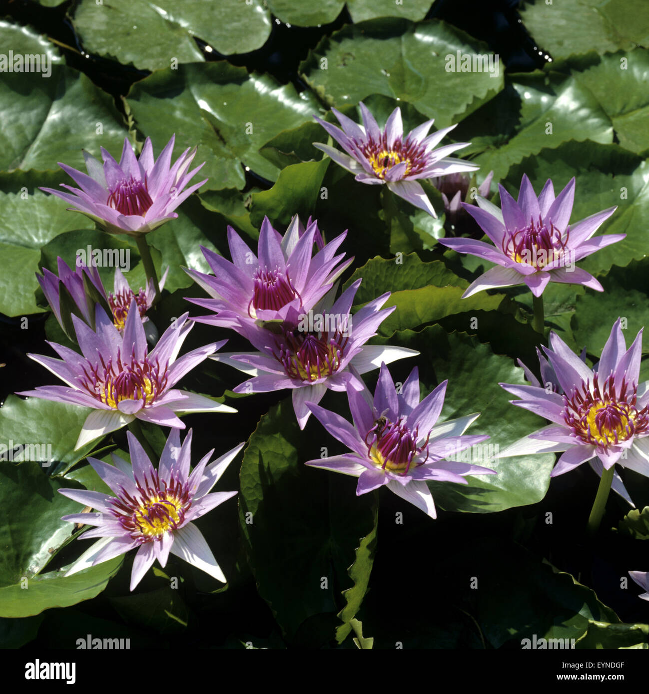 Blauer Aegyptischer Lotus; Nymphaea Caerulea; Wasserpflanzen Stock Photo -  Alamy