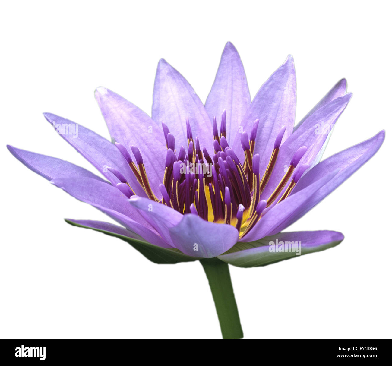 Blauer Aegyptischer Lotus; Nymphaea Caerulea; Wasserpflanzen Stock Photo